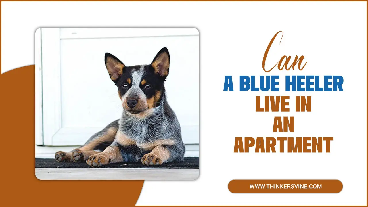 Can A Blue Heeler Live in an Apartment