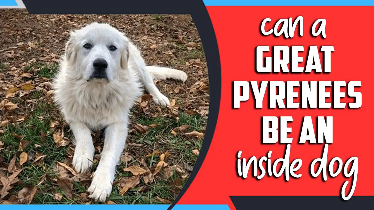Can A Great Pyrenees Be An Inside Dog