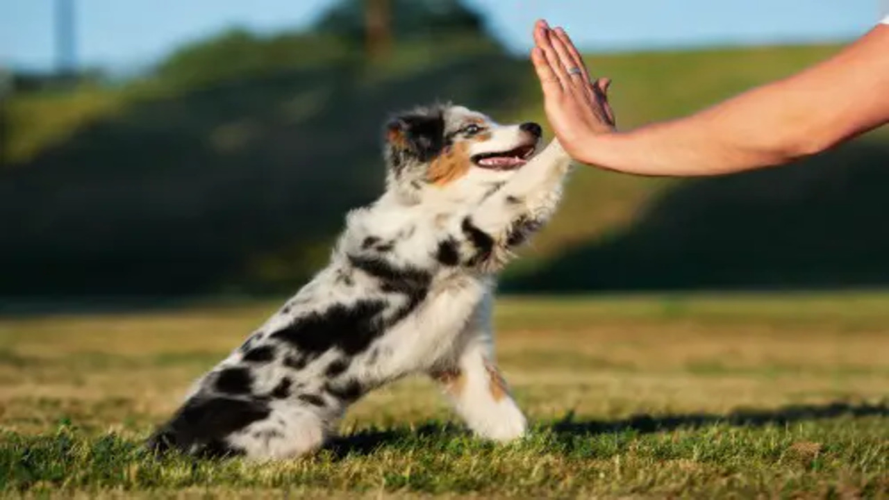 Can Australian Shepherds Get Over-Attached