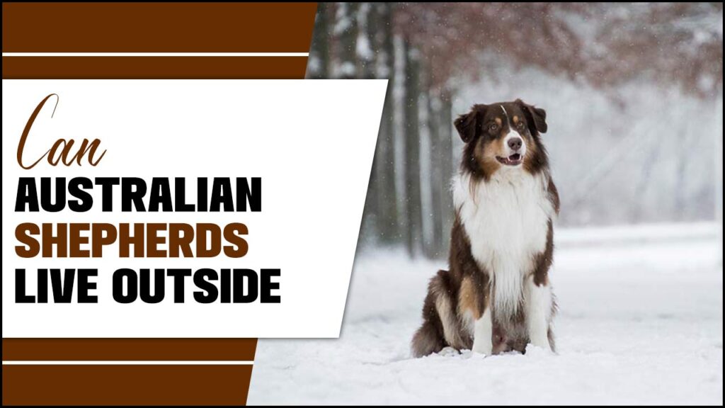 Can Australian Shepherds Live Outside Exclusive Tips