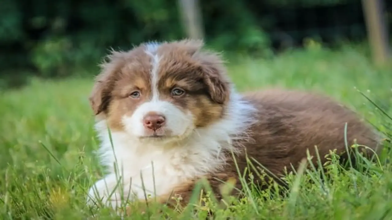  Can Australian Shepherds Live Outside? Is It Safe To Let Them Be