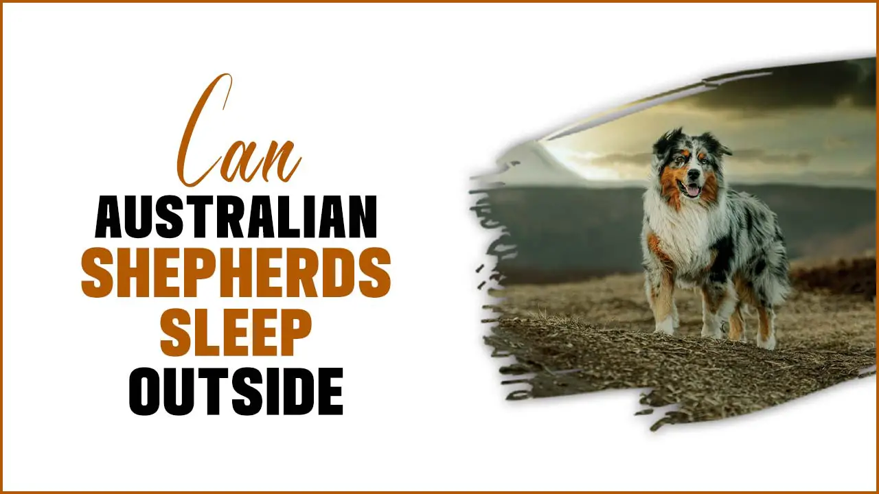 Can Australian Shepherds Sleep Outside