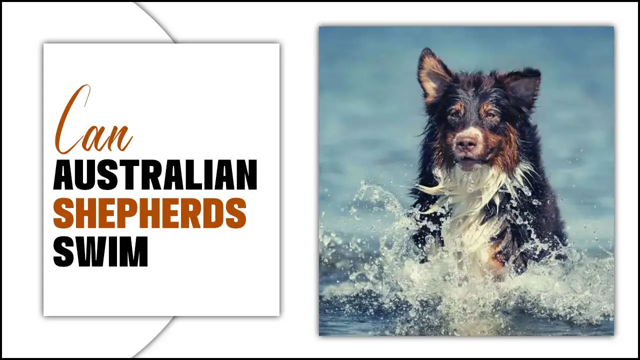 Can Australian Shepherds Swim