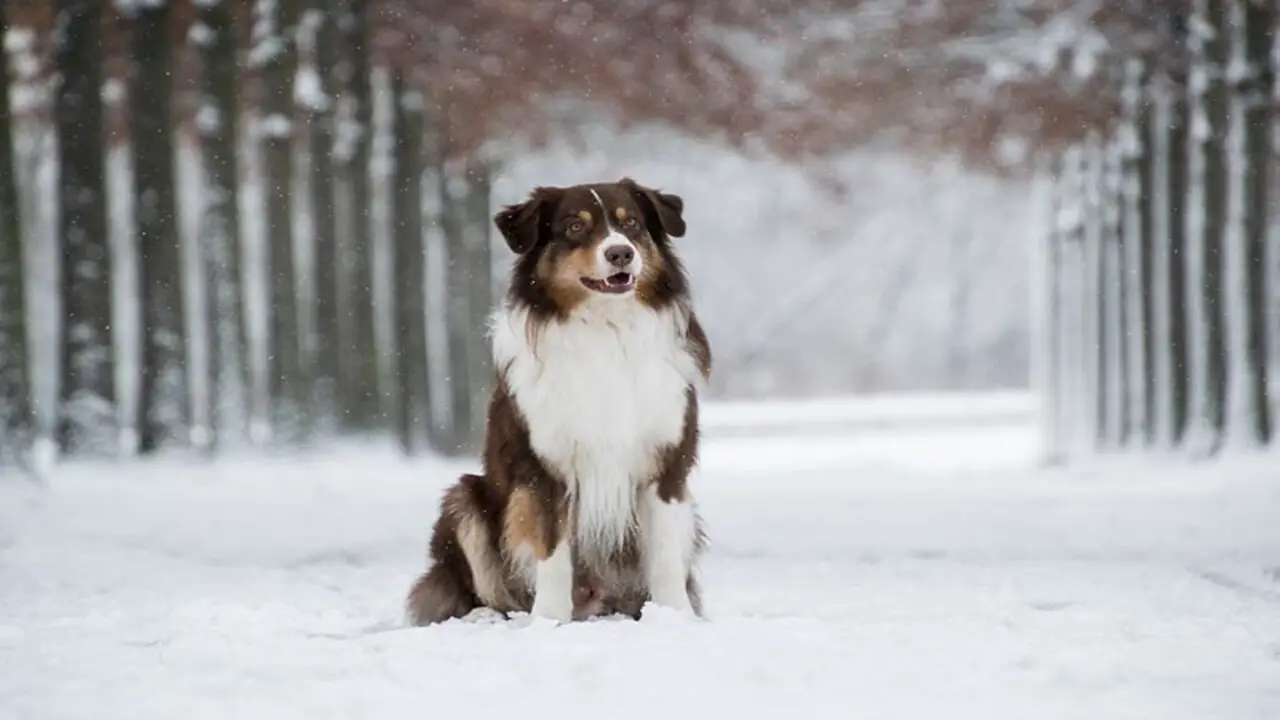 Can Australian Shepherds Withstand Extreme Temperatures