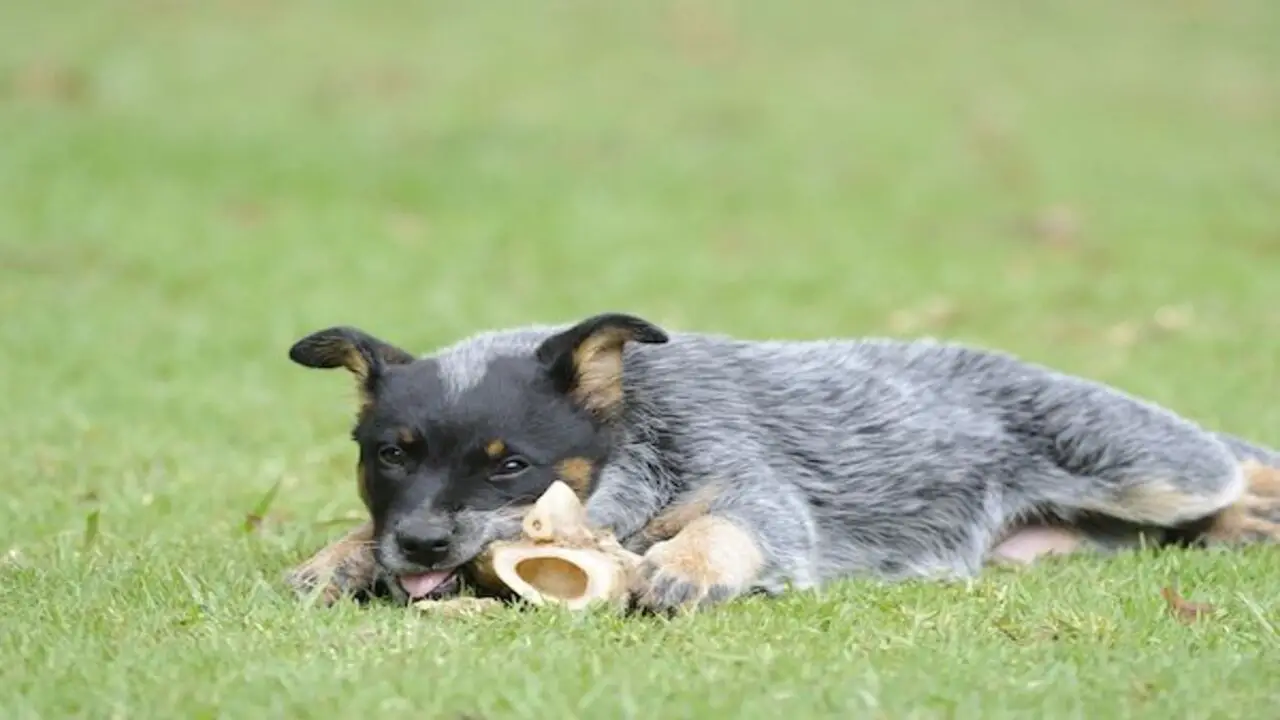 Can Blue Heelers Be Inside Dogs What You Need To Know
