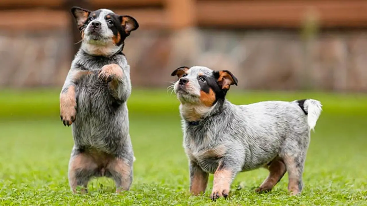Can Blue Heelers Stay Alone Indoors