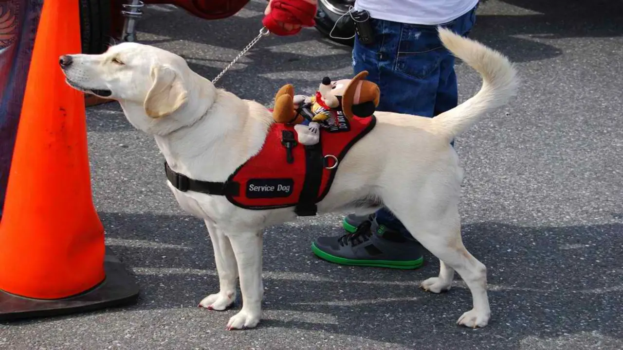 Can Insurance Cover The Cost Of A Service Dog