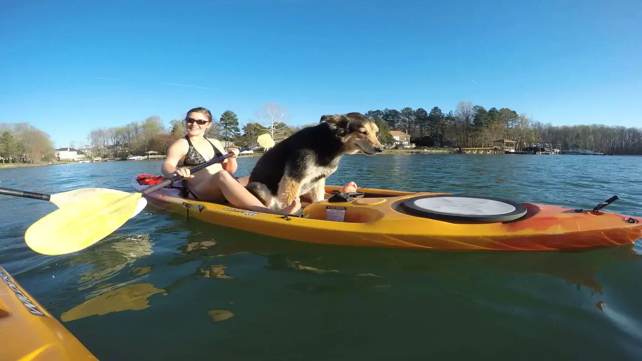 Can You Kayak With A Small Dog Explained