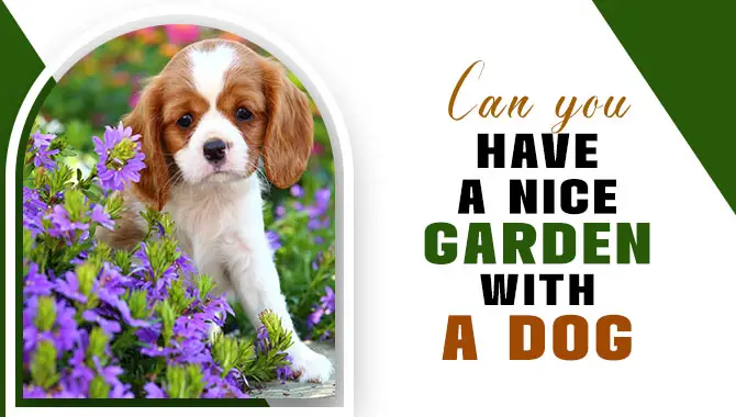 Can You Have A Nice Garden With A Dog