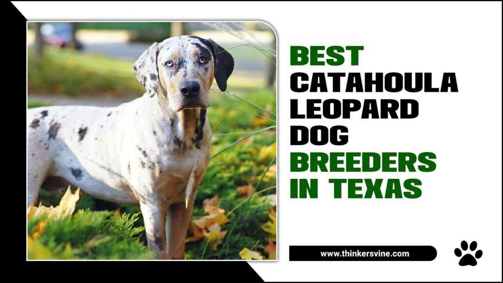 Best Catahoula Leopard Dog Breeders In Texas Top 7 Steps