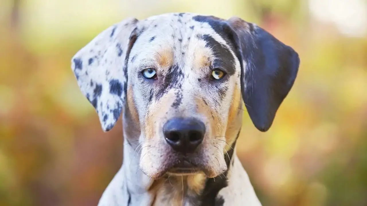Catahoula’s Are Naturally Healthy Dog’s