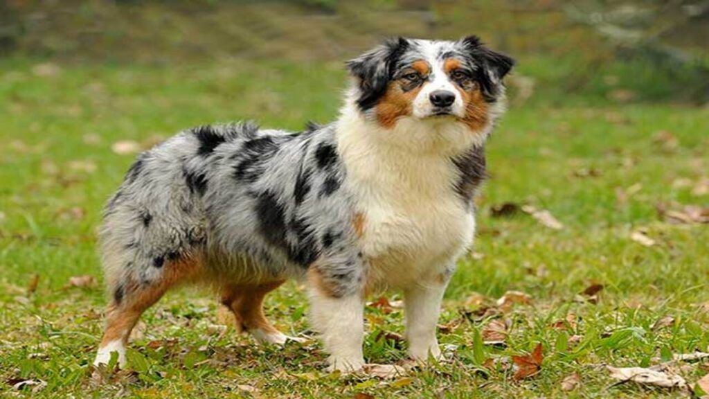 Do Miniature Australian Shepherds Shed A Complete Guide
