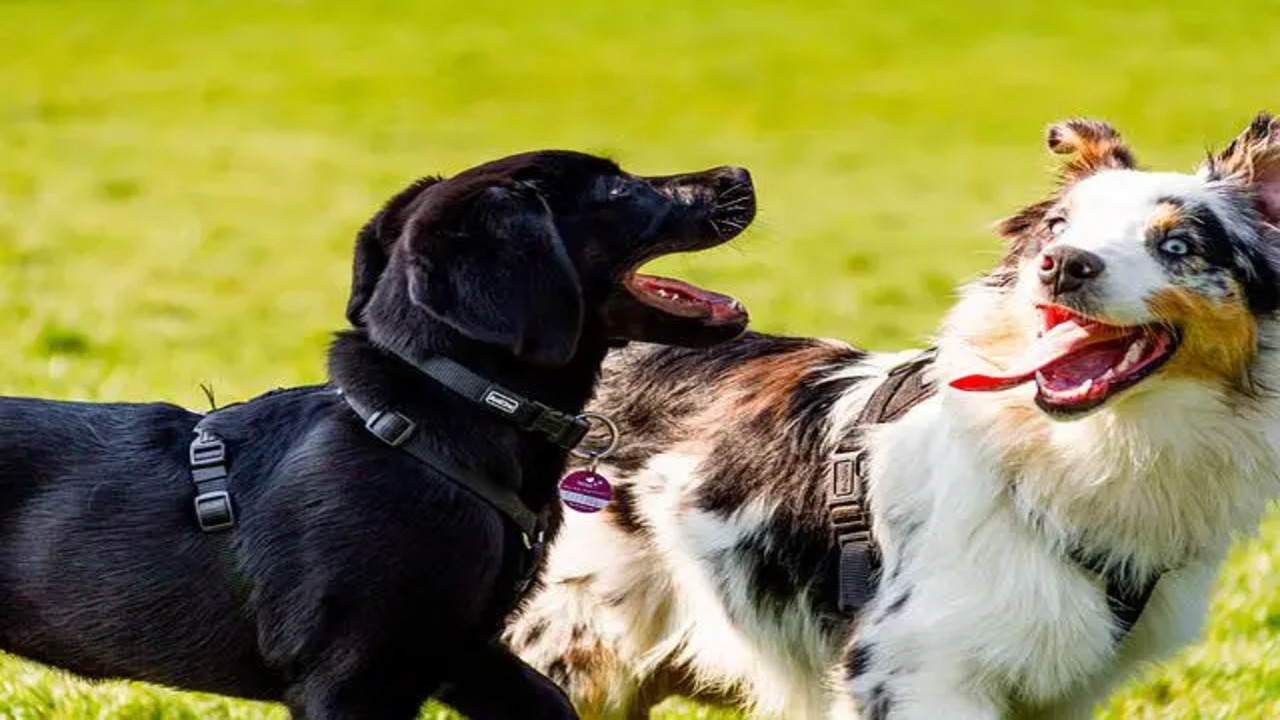 Cautious Around Other Dogs