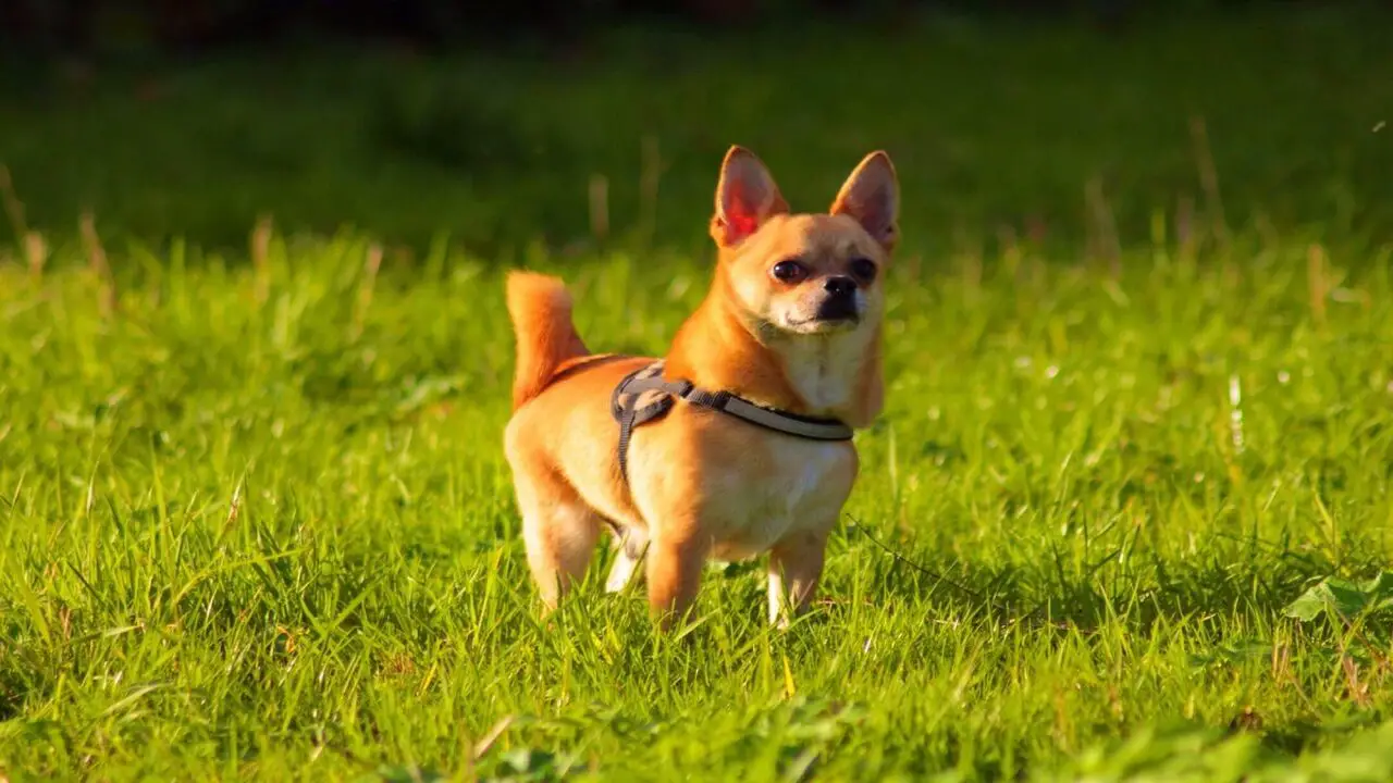 Characteristics Of Chihuahuas