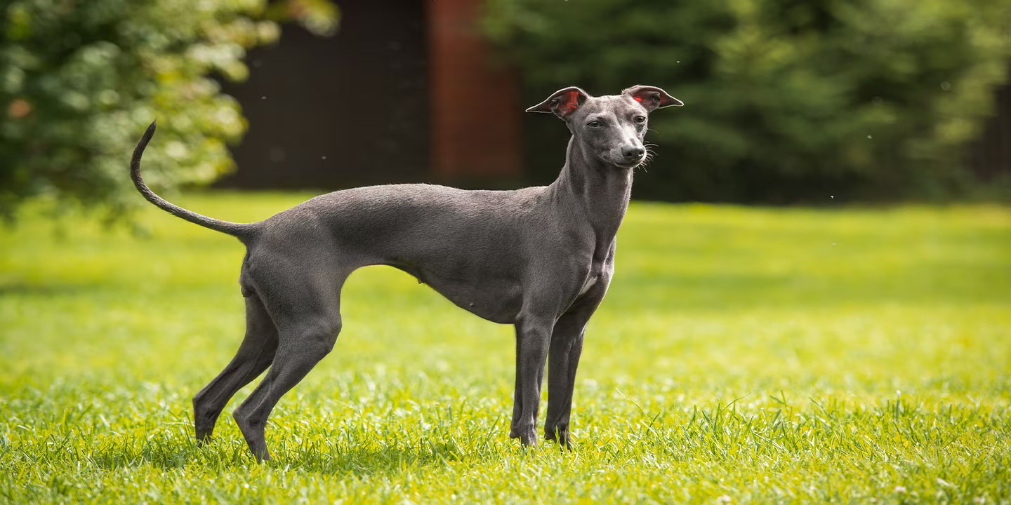 Characteristics Of Greyhounds