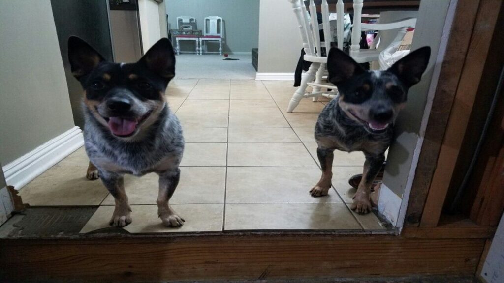 Best Companions For Your Blue Heeler A Definitive Guide