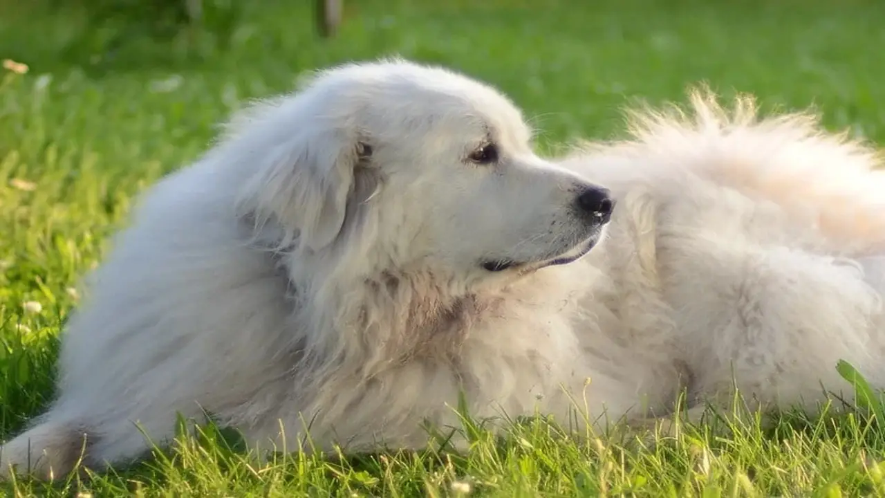 Choosing The Right Great Pyrenees Breeder