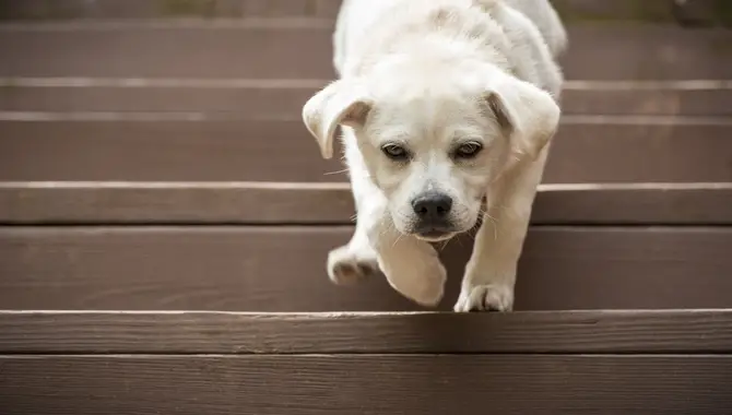 Common Causes Of Dogs Falling Down Stairs