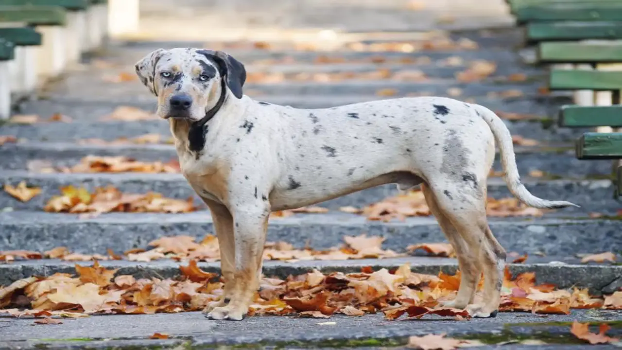 Common Health Issues In The Catahoula Leopard Dog