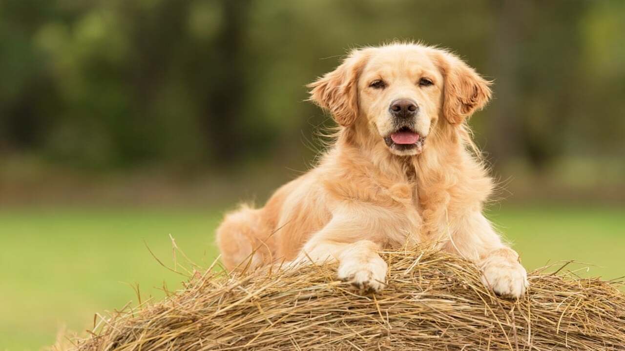 Comparing Golden Retrievers To Other Breeds 