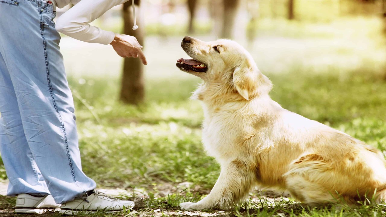 Confidence Is Common In Golden Retrievers