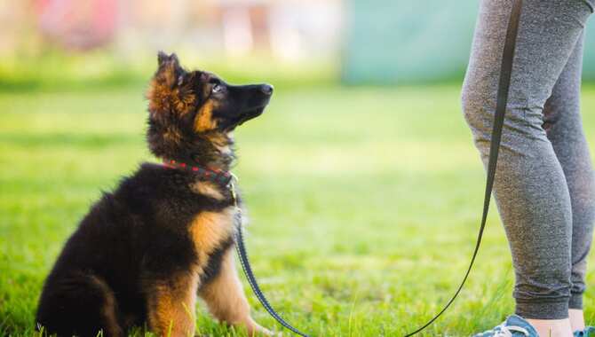 Consistency And Patience In Training Your Dog