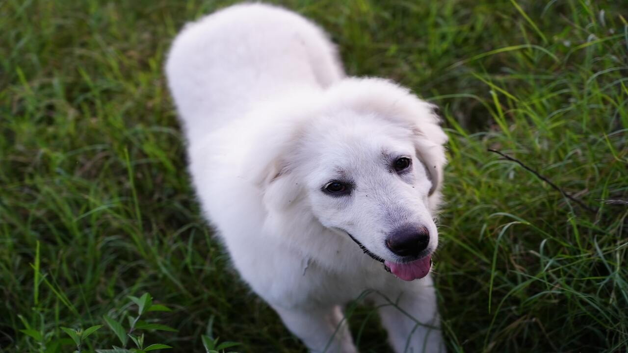 Cost Of Owning A Great Pyrenees Puppy And Ongoing Expenses