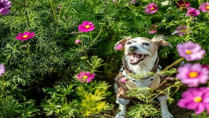 Creating A Dog-Friendly Garden By Understanding Your Canine Companion's Needs