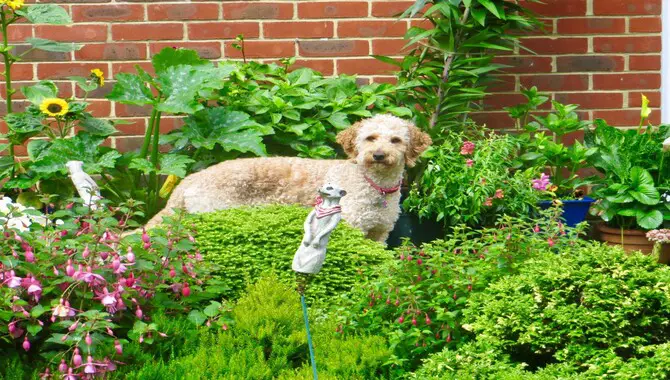 Creating A Dog-Friendly Garden
