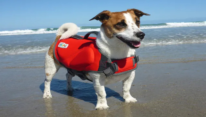 Dawson Swim Dog Life Jacket