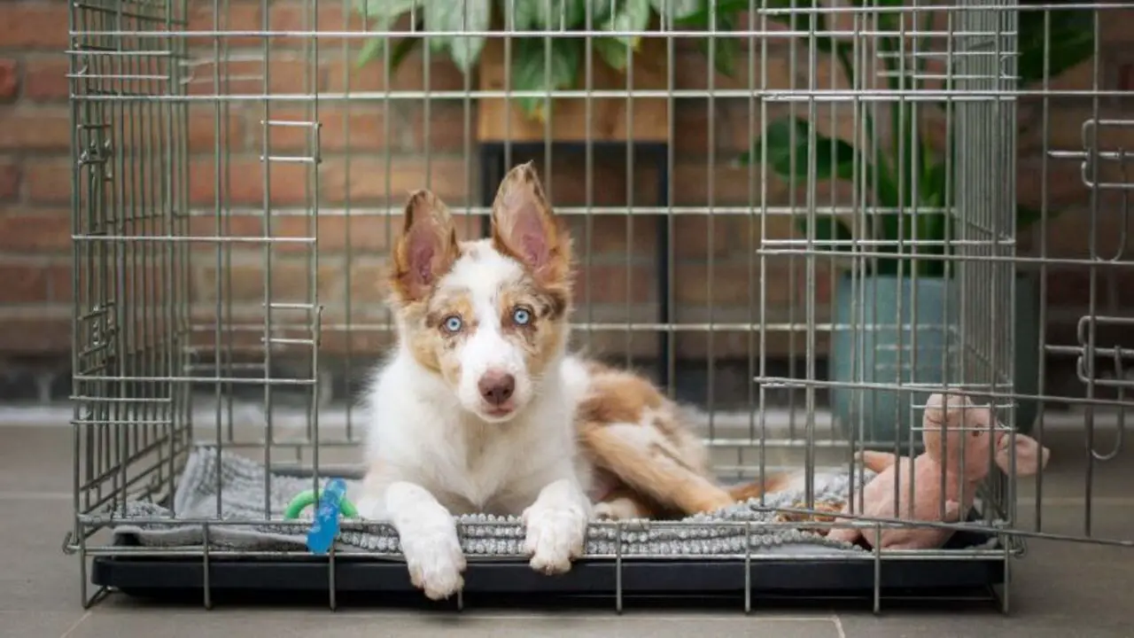 Dealing With Barking Or Whining In The Crate At Night