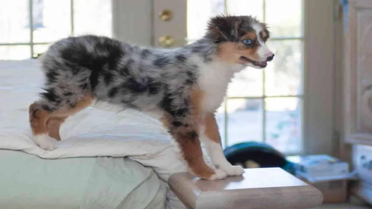 Dealing With Potential Problems Of Miniature Australian Shepherds In Apartments