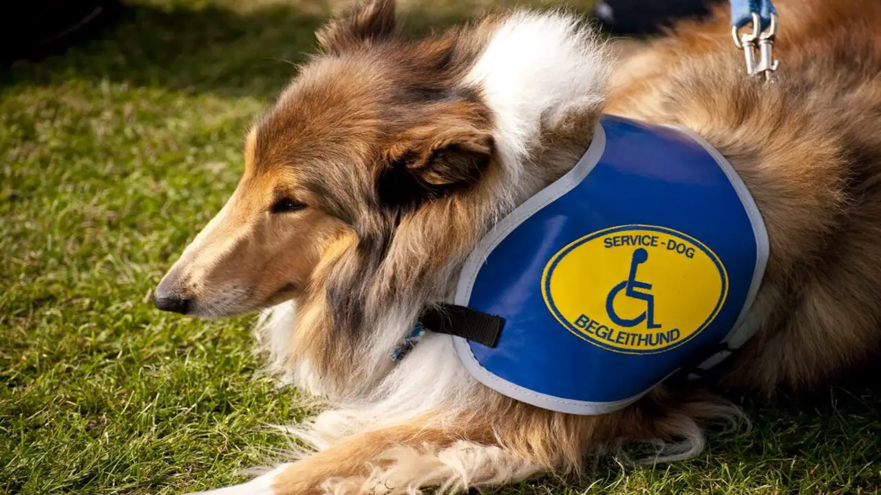 Decoding Emotional Support Animal Laws Arizona To Get Service Animals
