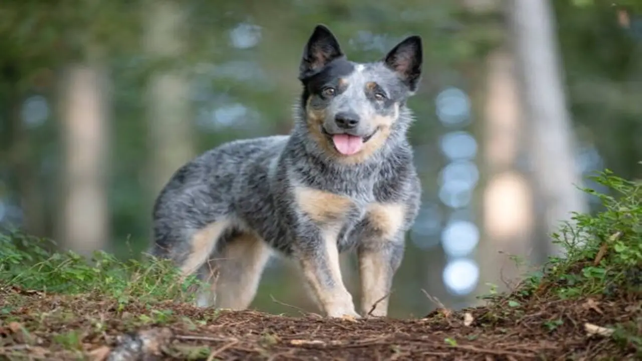 Defining The Looks Of A Blue Heeler