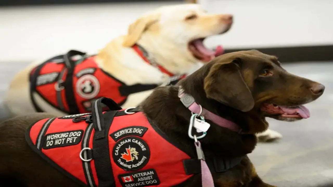 Difference Between Emotional Support Animals And Service Animals In North Carolina