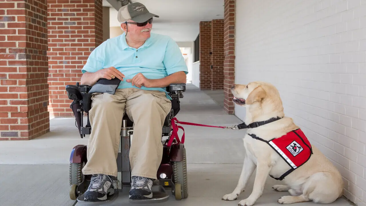 Difference Between Emotional Support Animals And Service Animals In Virginia