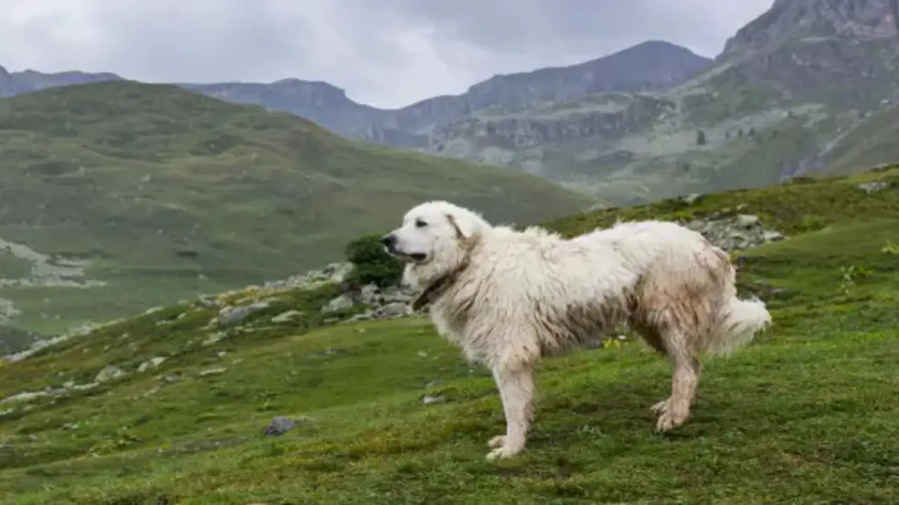 Differences Between Male And Female Great Pyrenees