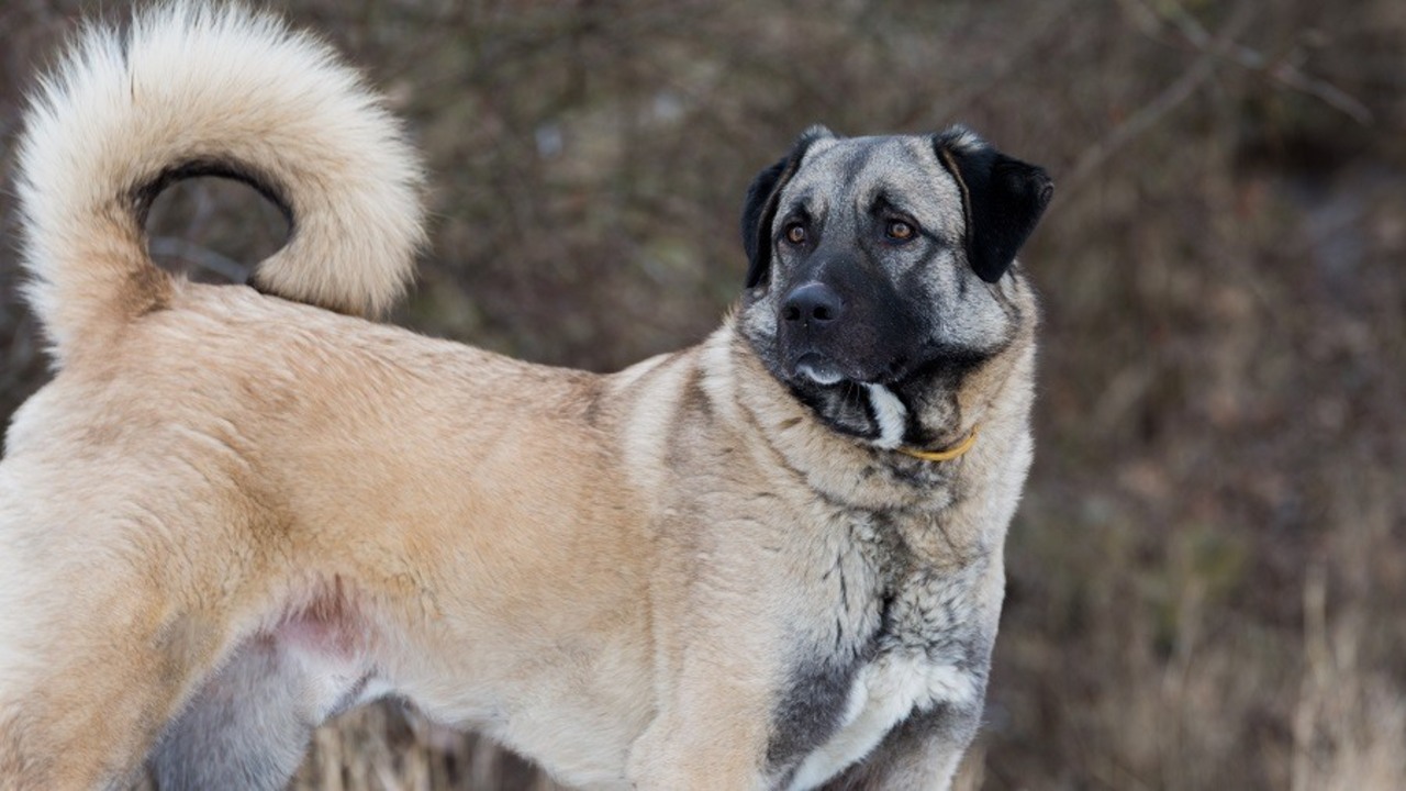 Discussion On Do Anatolian Shepherds Like To Swim Or Not