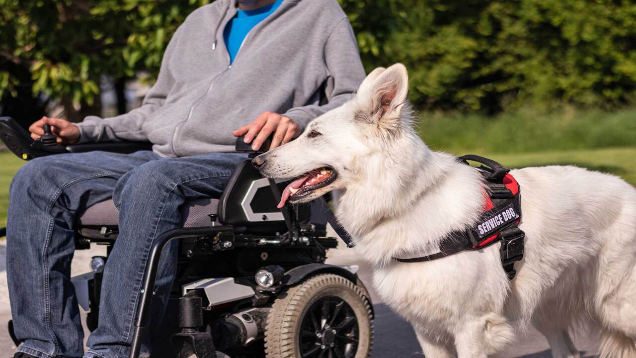 Distinct Differences Between Esas And Service Animals