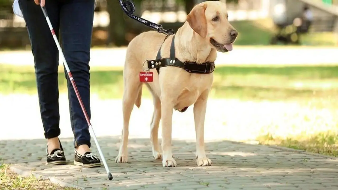Distinguishing Esas From Service Dogs