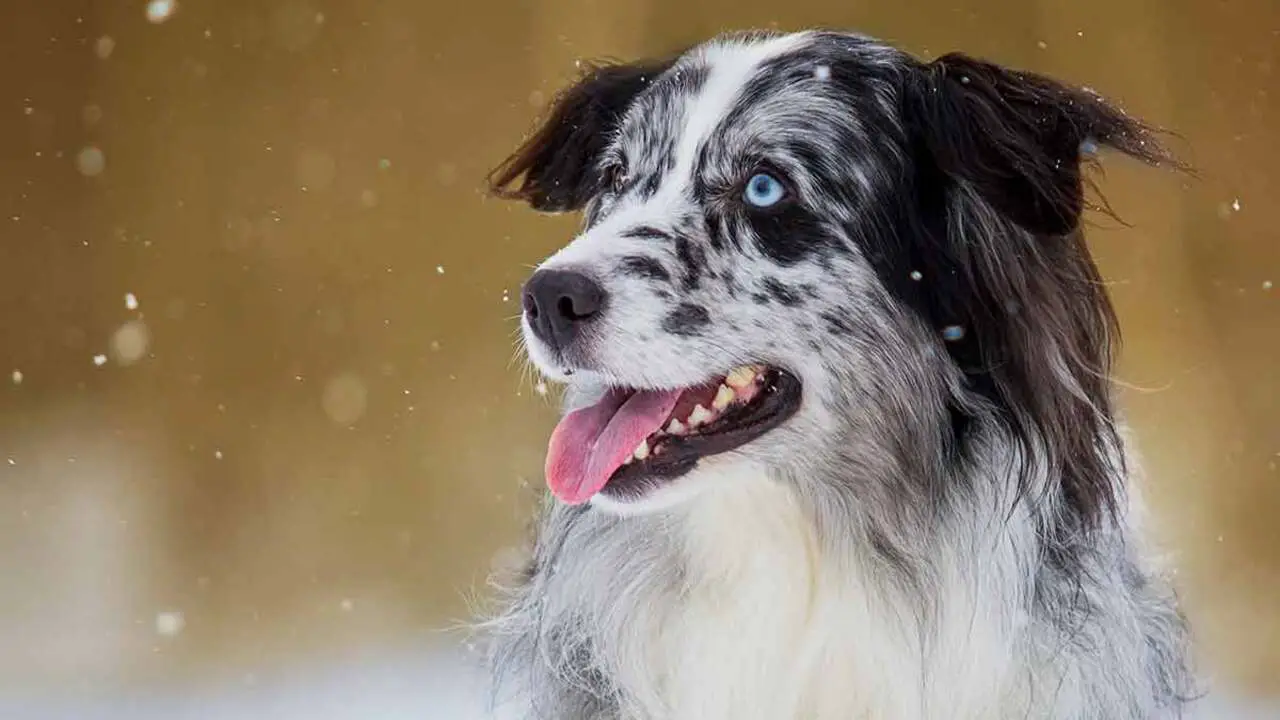 Do All Blue Merle Aussies Have Blue Eyes