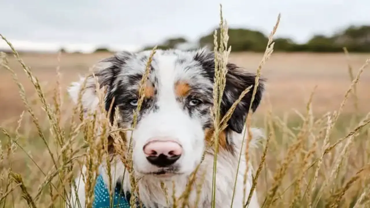 Do Australian Shepherds Need Special Care After Swimming