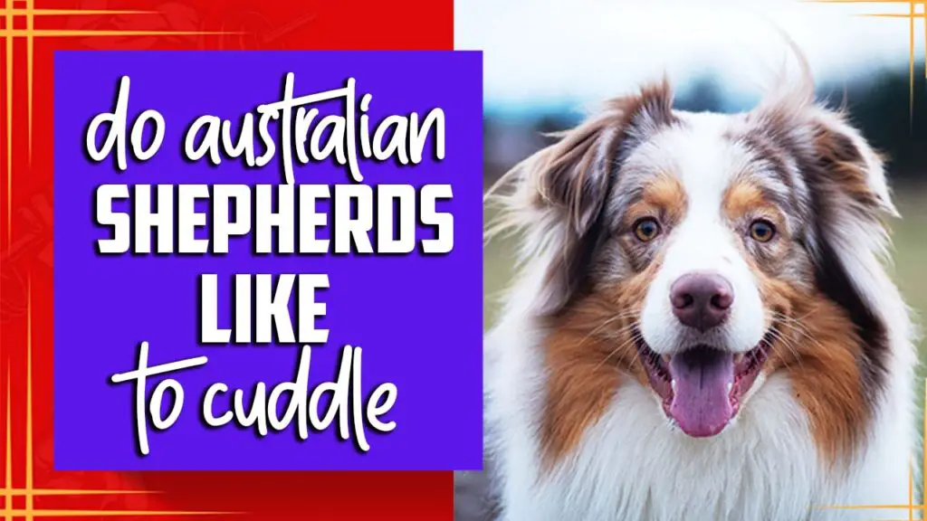 Do Australian Shepherds Like To Cuddle: Know Actual Fact