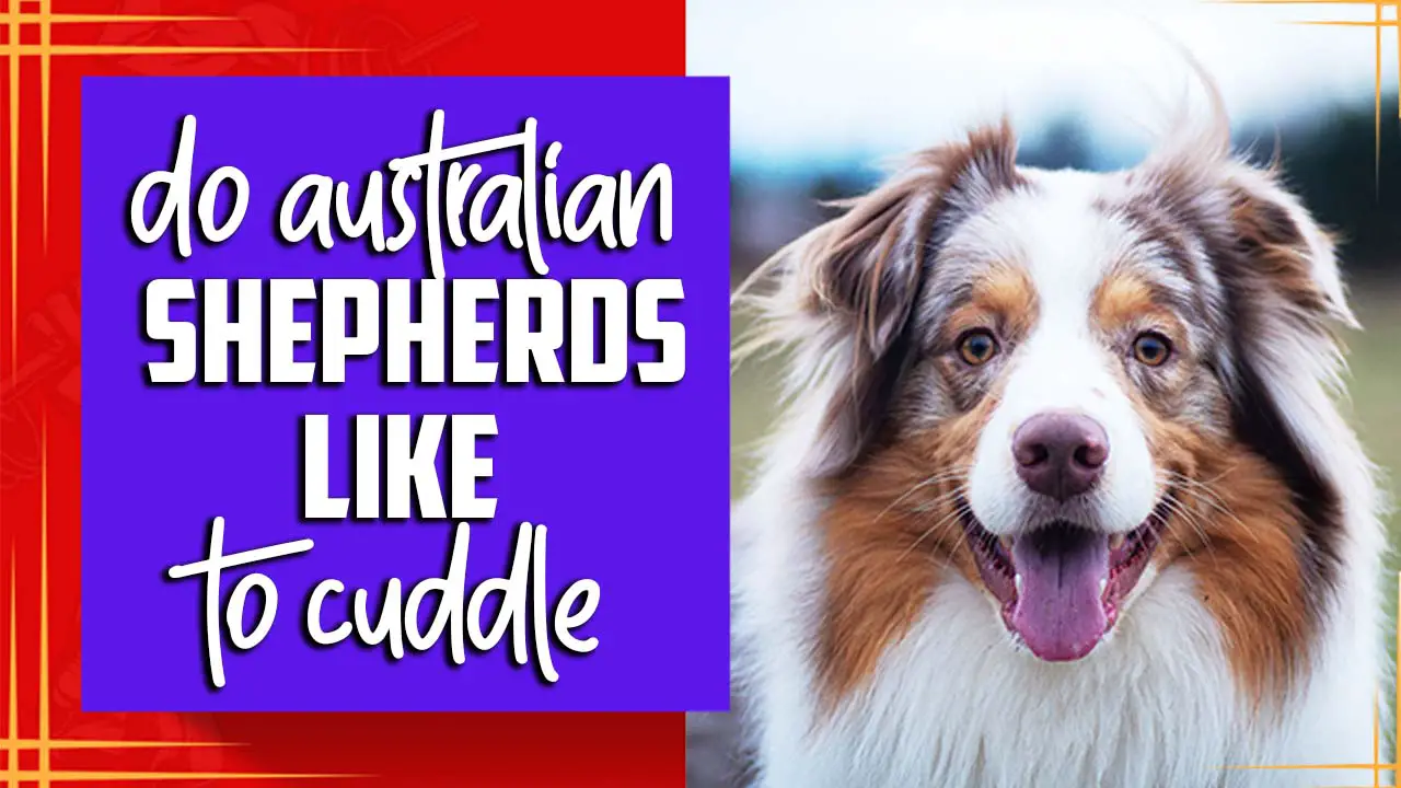 Do Australian Shepherds Like To Cuddle