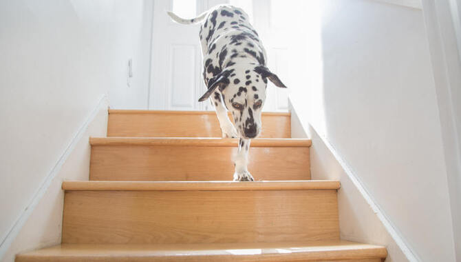 Do Dogs Get Hurt When They Fall Down Stairs - What To Do