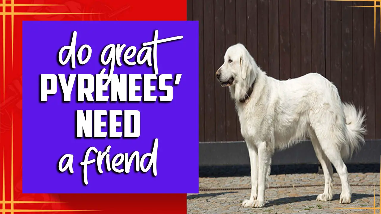 Do Great Pyrenees’ Need A Friend