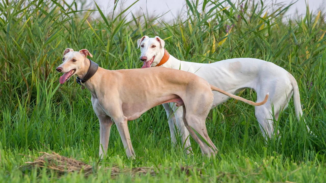 Do Greyhounds Get Along With Other Dogs