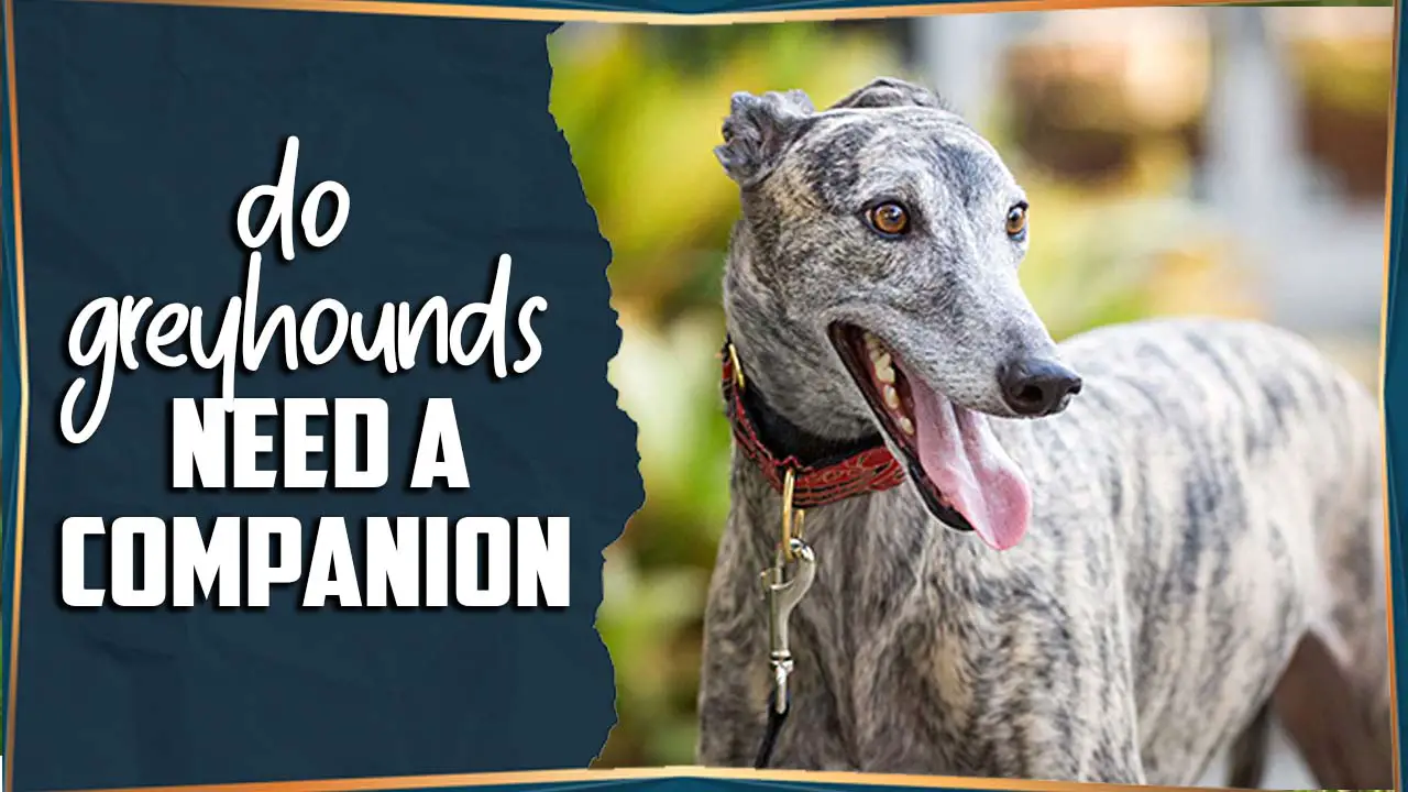 Do Greyhounds Need A Companion