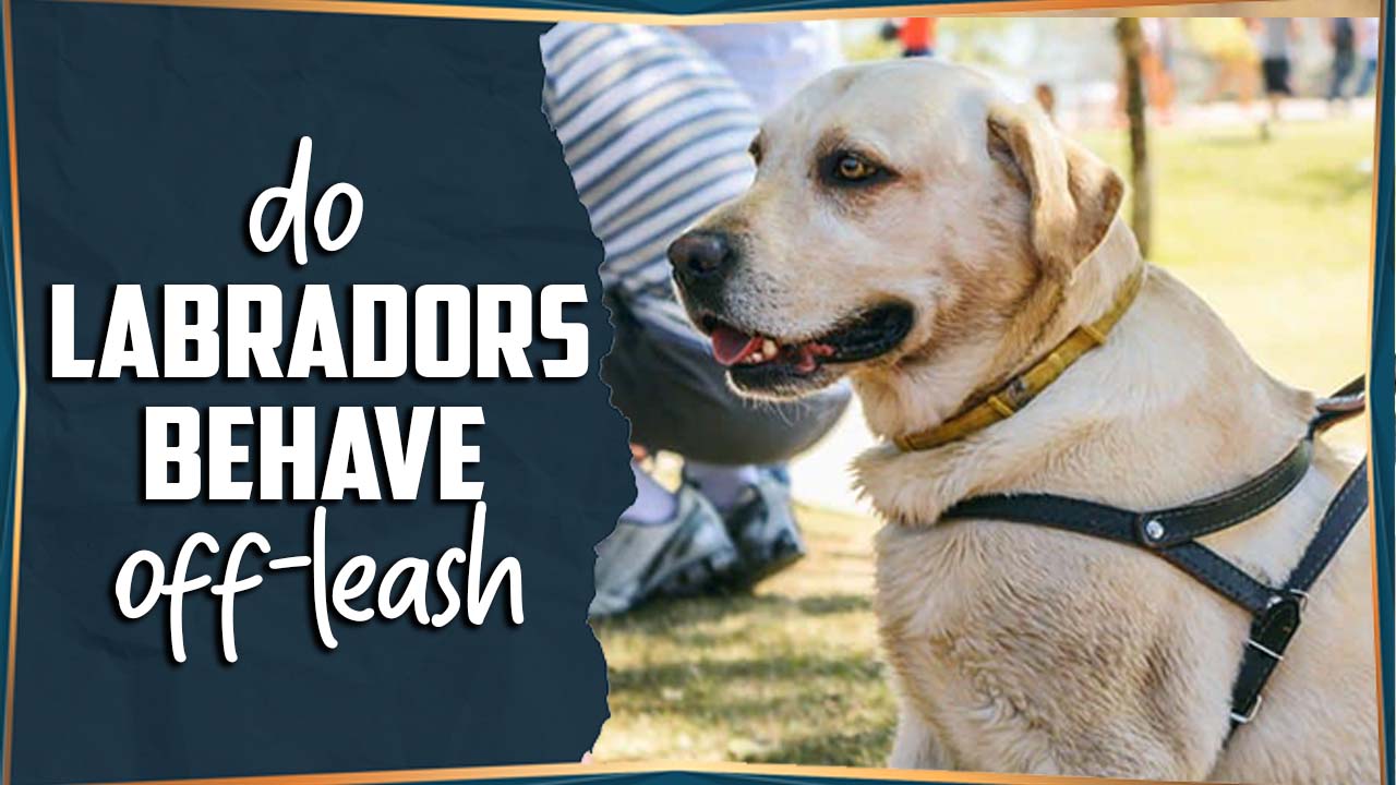 Do Labradors Behave Off-Leash