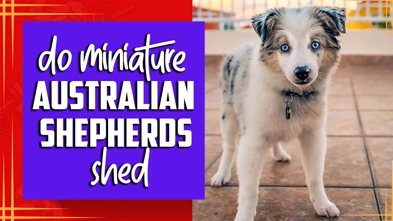Do Miniature Australian Shepherds Shed